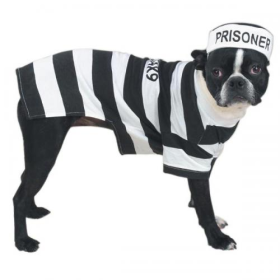 Casual Canine Prison Pooch Costume (size: medium)