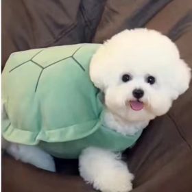 Turtle Shell Pet Vest Funny Clothes (Option: Turtle Shell Front Leg Opening-Small Size)